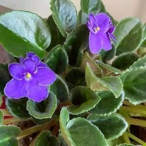 Meet your Posher, Deb